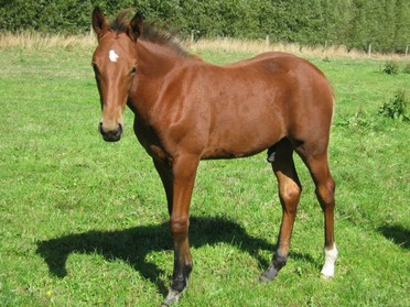 Dynamic Bromac (Live or Die – Diana Bromac).jpg