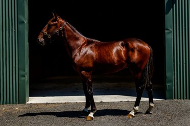 Jack full body outside.jpeg