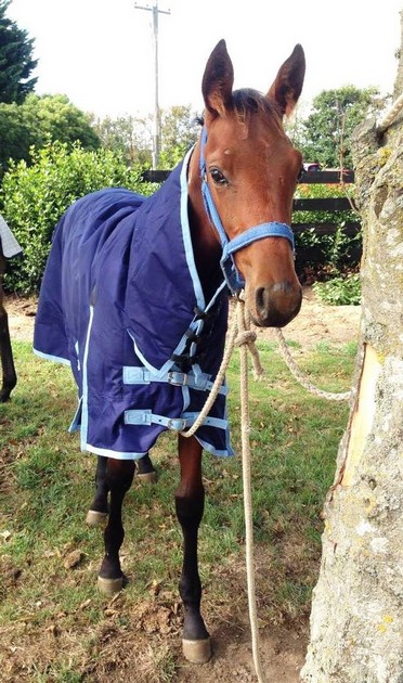 Weanling in Blue 2.jpg