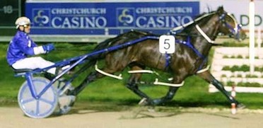 Pepe Bromac winner of $23,000 Pace at Addington.jpg