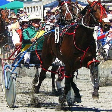 Torrid Br. Kaikora Nov 2 Craig Thornley.JPG