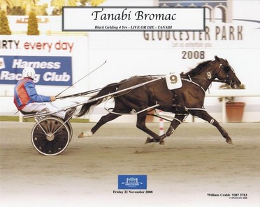 Tanabi Bromac winner of  Victorian Derby and $450,000.jpg